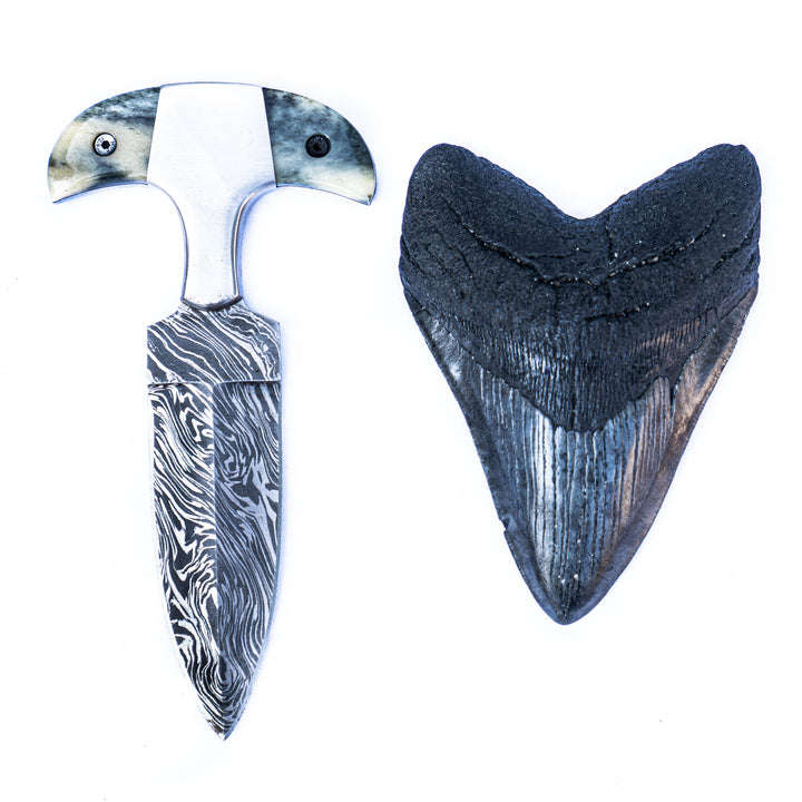 Shark Tooth Knife- High Carbon Damascus Steel- Bone Handle