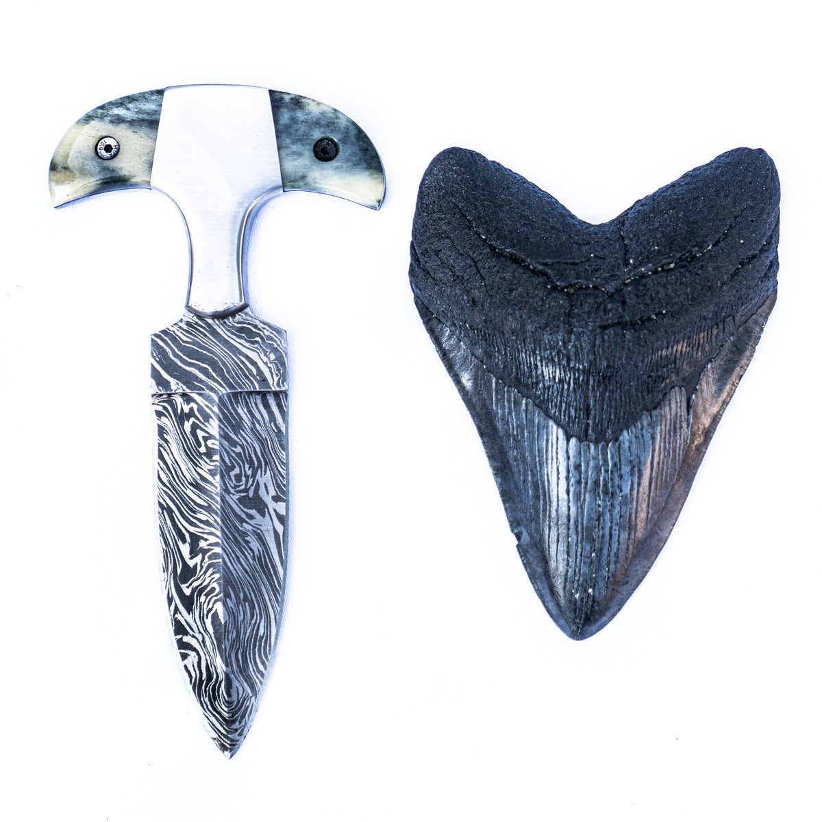 Shark Tooth Knife- High Carbon Damascus Steel- Bone Handle - Battling Blades