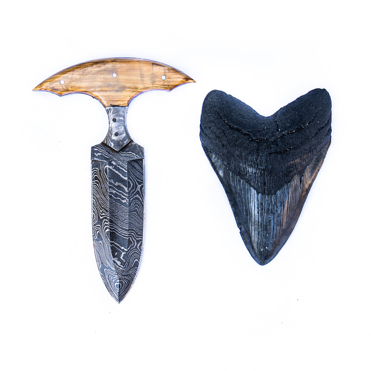 Megalodon Tooth Knife- High Carbon Damascus Steel- Wood Handle - Battling Blades